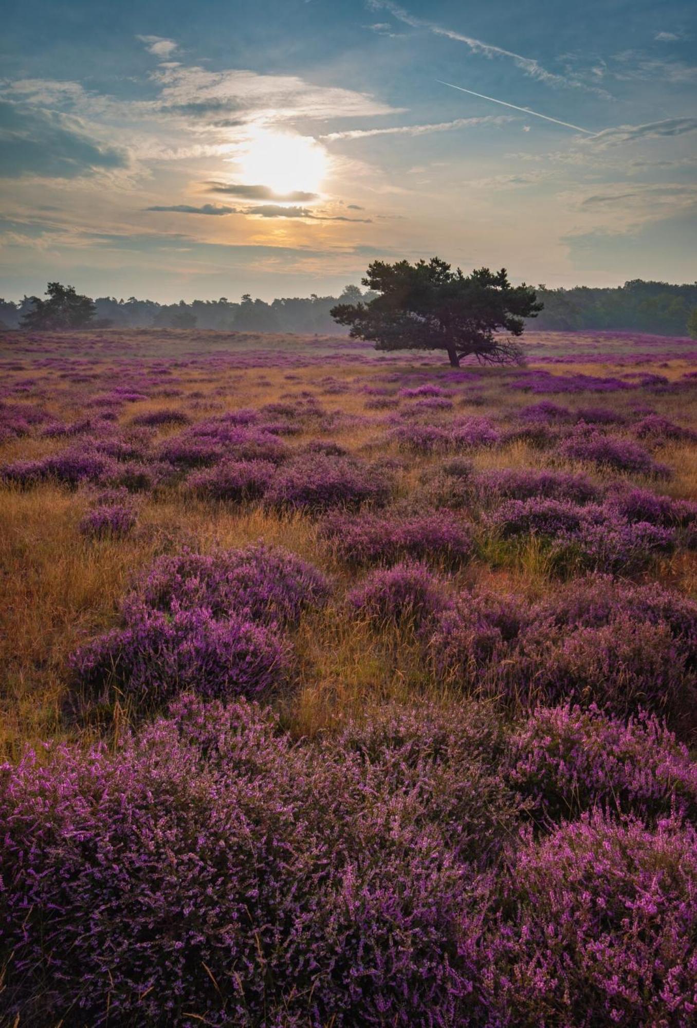 Vakantiehuis Vliegend Hert Veluwe Nunspeet Eksteriør bilde